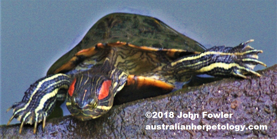 Red-eared Slider Trachemys scripta elegans